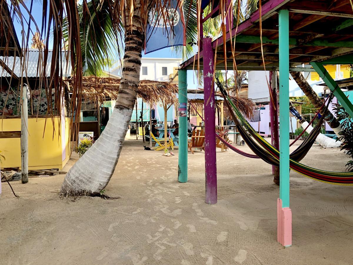 Tropical Oasis Vandrarhem Caye Corker Exteriör bild