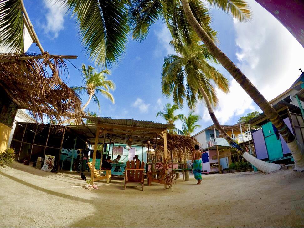Tropical Oasis Vandrarhem Caye Corker Exteriör bild